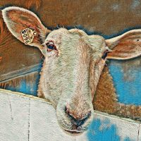 Fryeburg Freddy, 13 x 20